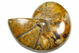 Polished Fossil Nautilus (Cymatoceras) - Madagascar #378982-1